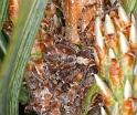 Philodromus_cespitum_D2966_Z_87_NP De Hoge Veluwe_Nederland